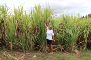 Fiji sukkerrør